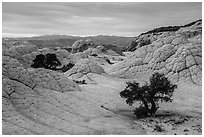 Trees on white crossbed sandstone layer, White Pocket. Vermilion Cliffs National Monument, Arizona, USA ( black and white)