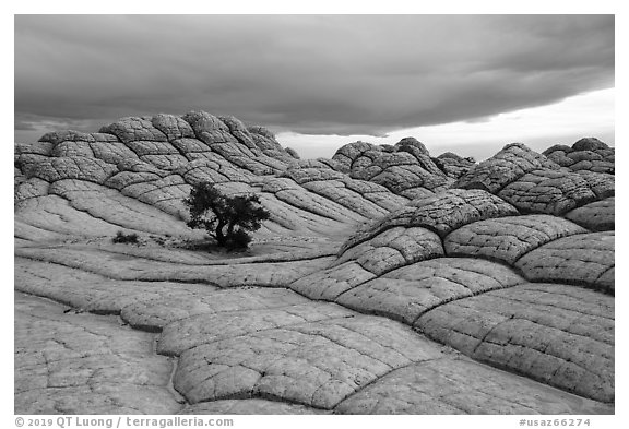 Lone tree on cross-bedding, White Pocket. Vermilion Cliffs National Monument, Arizona, USA (black and white)