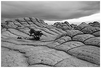 Lone tree on cross-bedding, White Pocket. Vermilion Cliffs National Monument, Arizona, USA ( black and white)