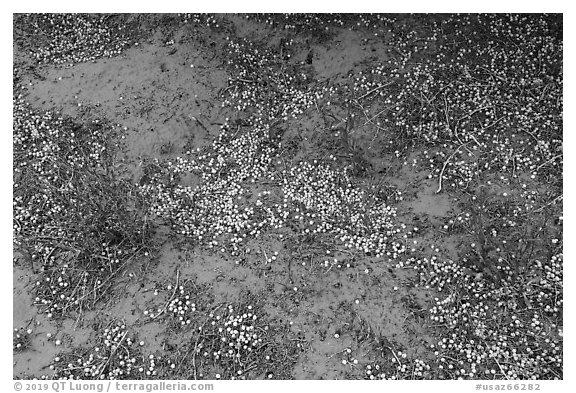 Fallen juniper berries. Vermilion Cliffs National Monument, Arizona, USA (black and white)