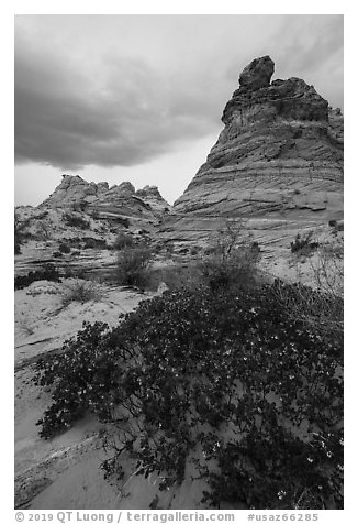 Desert shurbs and Cottonwood Teepees. Vermilion Cliffs National Monument, Arizona, USA (black and white)