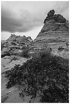 Desert shurbs and Cottonwood Teepees. Vermilion Cliffs National Monument, Arizona, USA ( black and white)