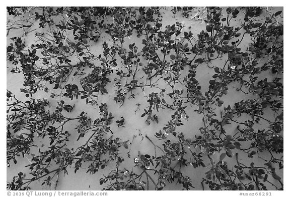 Srubs in bloom on sand dune. Vermilion Cliffs National Monument, Arizona, USA (black and white)