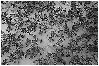 Srubs in bloom on sand dune. Vermilion Cliffs National Monument, Arizona, USA ( black and white)