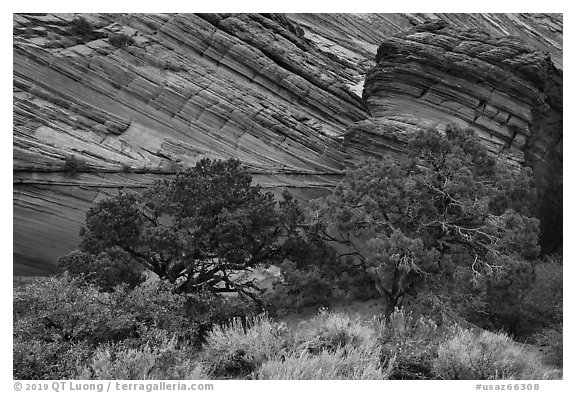 Trees and sandstone buttes, Coyote Buttes South. Vermilion Cliffs National Monument, Arizona, USA (black and white)