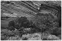 Trees and sandstone buttes, Coyote Buttes South. Vermilion Cliffs National Monument, Arizona, USA ( black and white)