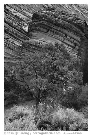 Tree and sandstone butte, Coyote Buttes South. Vermilion Cliffs National Monument, Arizona, USA (black and white)