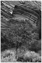 Tree and sandstone butte, Coyote Buttes South. Vermilion Cliffs National Monument, Arizona, USA ( black and white)