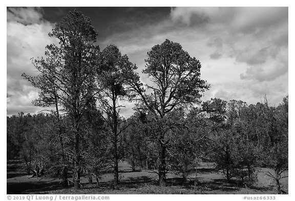 Ponderosa pine forest, Mt. Trumbull range. Grand Canyon-Parashant National Monument, Arizona, USA (black and white)