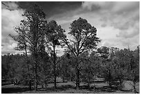 Ponderosa pine forest, Mt. Trumbull range. Parashant National Monument, Arizona, USA ( black and white)