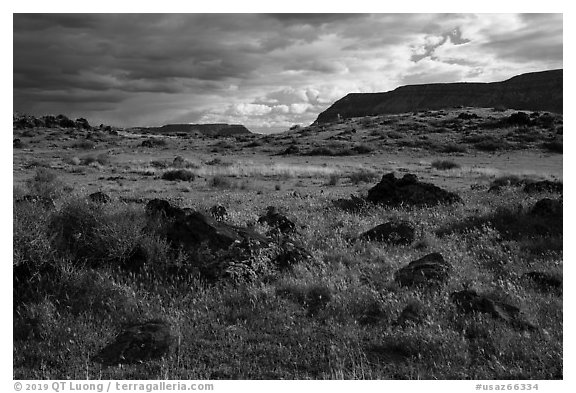 Green steppe and basalt boulders. Parashant National Monument, Arizona, USA (black and white)