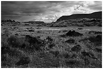 Green steppe and basalt boulders. Parashant National Monument, Arizona, USA ( black and white)