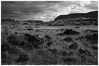 Green steppe and basalt boulders. Grand Canyon-Parashant National Monument, Arizona, USA ( black and white)