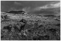 Steppe in spring with black volcanic rocks. Parashant National Monument, Arizona, USA ( black and white)