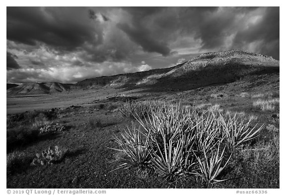 Desert plants and steppe. Grand Canyon-Parashant National Monument, Arizona, USA (black and white)