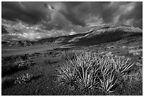 Desert plants and steppe. Parashant National Monument, Arizona, USA ( black and white)