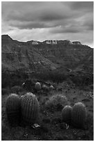 Barrel Cactus and last light on Grand Canyon rim. Parashant National Monument, Arizona, USA ( black and white)