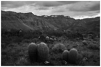 Barrel Cactus, Whitmore Wash. Parashant National Monument, Arizona, USA ( black and white)