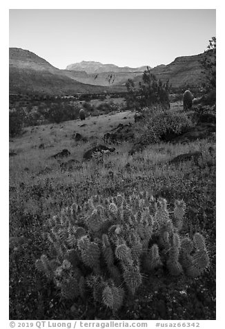 Cactus in bloom, sunrise on cliffs, Whitmore Wash. Parashant National Monument, Arizona, USA (black and white)