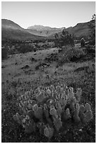 Cactus in bloom, sunrise on cliffs, Whitmore Wash. Parashant National Monument, Arizona, USA ( black and white)