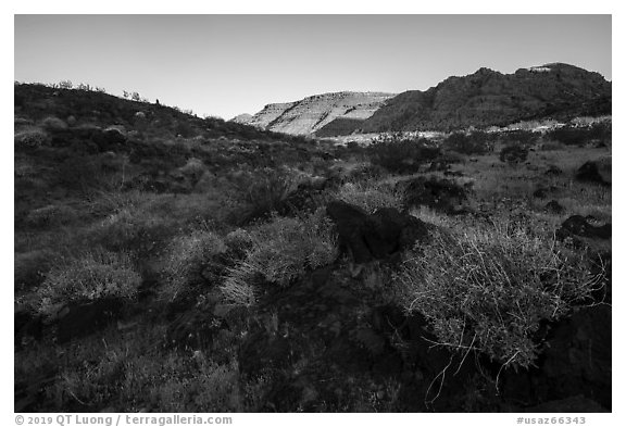 Brittlebush in bloom and balsalt rock, Whitmore Wash. Grand Canyon-Parashant National Monument, Arizona, USA (black and white)