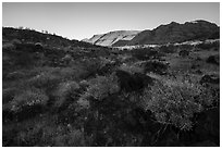 Brittlebush in bloom and balsalt rock, Whitmore Wash. Grand Canyon-Parashant National Monument, Arizona, USA ( black and white)