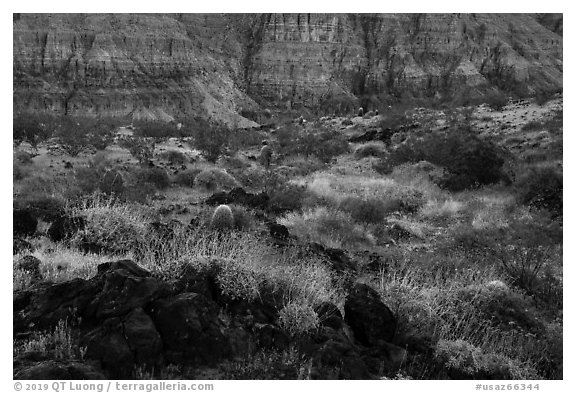 Brittlebush in bloom and Grand Canyon walls, Whitmore Wash. Grand Canyon-Parashant National Monument, Arizona, USA (black and white)