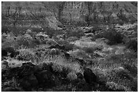 Brittlebush in bloom and Grand Canyon walls, Whitmore Wash. Grand Canyon-Parashant National Monument, Arizona, USA ( black and white)