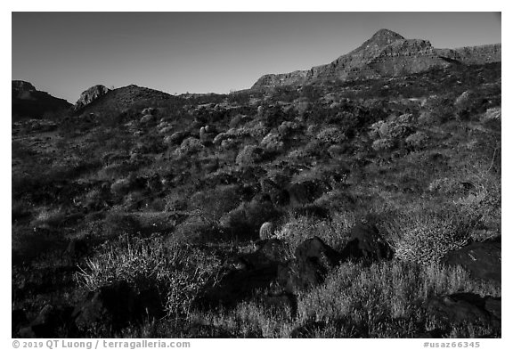 Whitmore Wash with Brittlebush in bloom. Grand Canyon-Parashant National Monument, Arizona, USA (black and white)