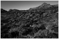 Whitmore Wash with Brittlebush in bloom. Grand Canyon-Parashant National Monument, Arizona, USA ( black and white)