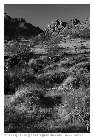 Brittlebush in bloom. Grand Canyon-Parashant National Monument, Arizona, USA (black and white)