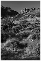 Brittlebush in bloom. Parashant National Monument, Arizona, USA ( black and white)