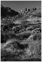 Brittlebush in bloom. Grand Canyon-Parashant National Monument, Arizona, USA ( black and white)