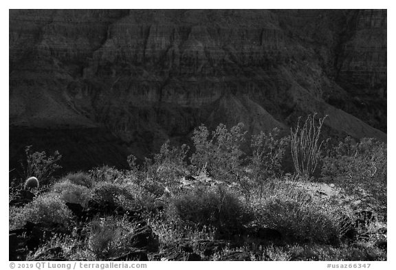 Desert plans and Grand Canyon wall. Grand Canyon-Parashant National Monument, Arizona, USA (black and white)