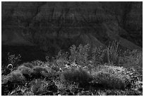 Desert plans and Grand Canyon wall. Parashant National Monument, Arizona, USA ( black and white)
