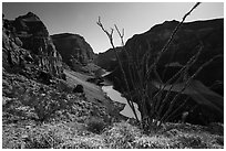 Ocotillo and Colorado River and Whitmore Wash. Parashant National Monument, Arizona, USA ( black and white)