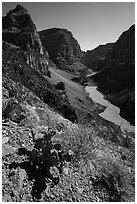 Cactus in bloom above Grand Canyon Whitmore Canyon Overlook. Grand Canyon-Parashant National Monument, Arizona, USA ( black and white)