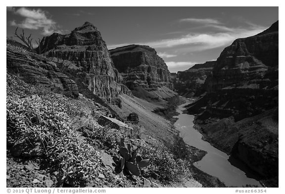 Brittlebush and cactus in bloom in the Grand Canyon. Grand Canyon-Parashant National Monument, Arizona, USA (black and white)