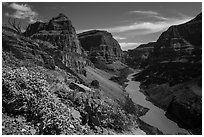 Brittlebush and cactus in bloom in the Grand Canyon. Grand Canyon-Parashant National Monument, Arizona, USA ( black and white)