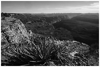 Yucca and Northwest Grand Canyon. Grand Canyon-Parashant National Monument, Arizona, USA ( black and white)