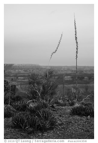 Agave stalks at dusk, Twin Point Overlook. Grand Canyon-Parashant National Monument, Arizona, USA (black and white)