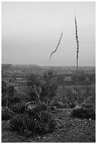 Agave stalks at dusk, Twin Point Overlook. Grand Canyon-Parashant National Monument, Arizona, USA ( black and white)