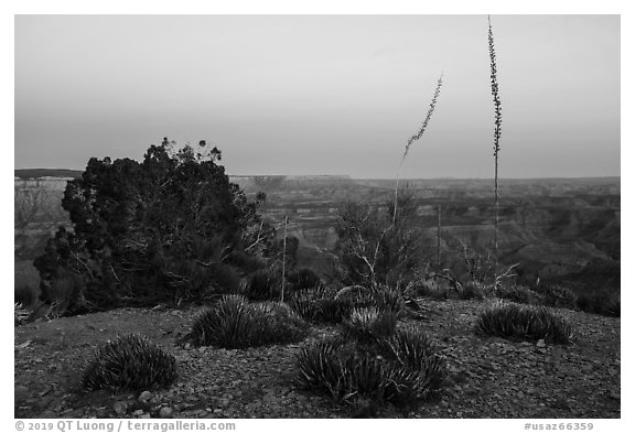 Twin Point at dusk. Grand Canyon-Parashant National Monument, Arizona, USA (black and white)