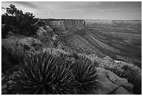 Succulents on Grand Canyon Rim at dusk. Grand Canyon-Parashant National Monument, Arizona, USA ( black and white)