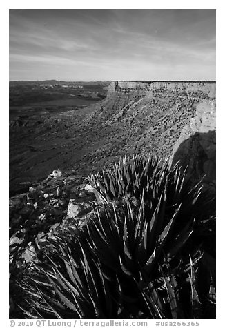 Succulents on Grand Canyon Rim, Twin Point. Grand Canyon-Parashant National Monument, Arizona, USA (black and white)