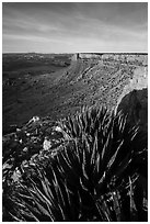 Succulents on Grand Canyon Rim, Twin Point. Grand Canyon-Parashant National Monument, Arizona, USA ( black and white)