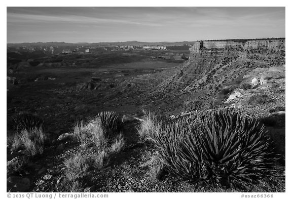 Grand Canyon Rim with succulents, Twin Point. Parashant National Monument, Arizona, USA (black and white)