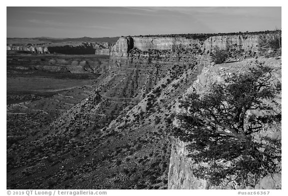 Grand Canyon Rim with tree, Twin Point. Grand Canyon-Parashant National Monument, Arizona, USA (black and white)