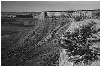 Grand Canyon Rim with tree, Twin Point. Parashant National Monument, Arizona, USA ( black and white)