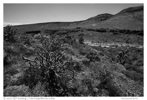 Cactus and Brittlebush, Grand Wash Area. Grand Canyon-Parashant National Monument, Arizona, USA (black and white)